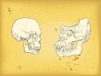 Human skull, gorilla skull