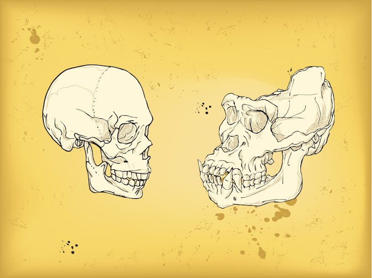Human skull, gorilla skull