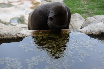 Western lowland gorilla