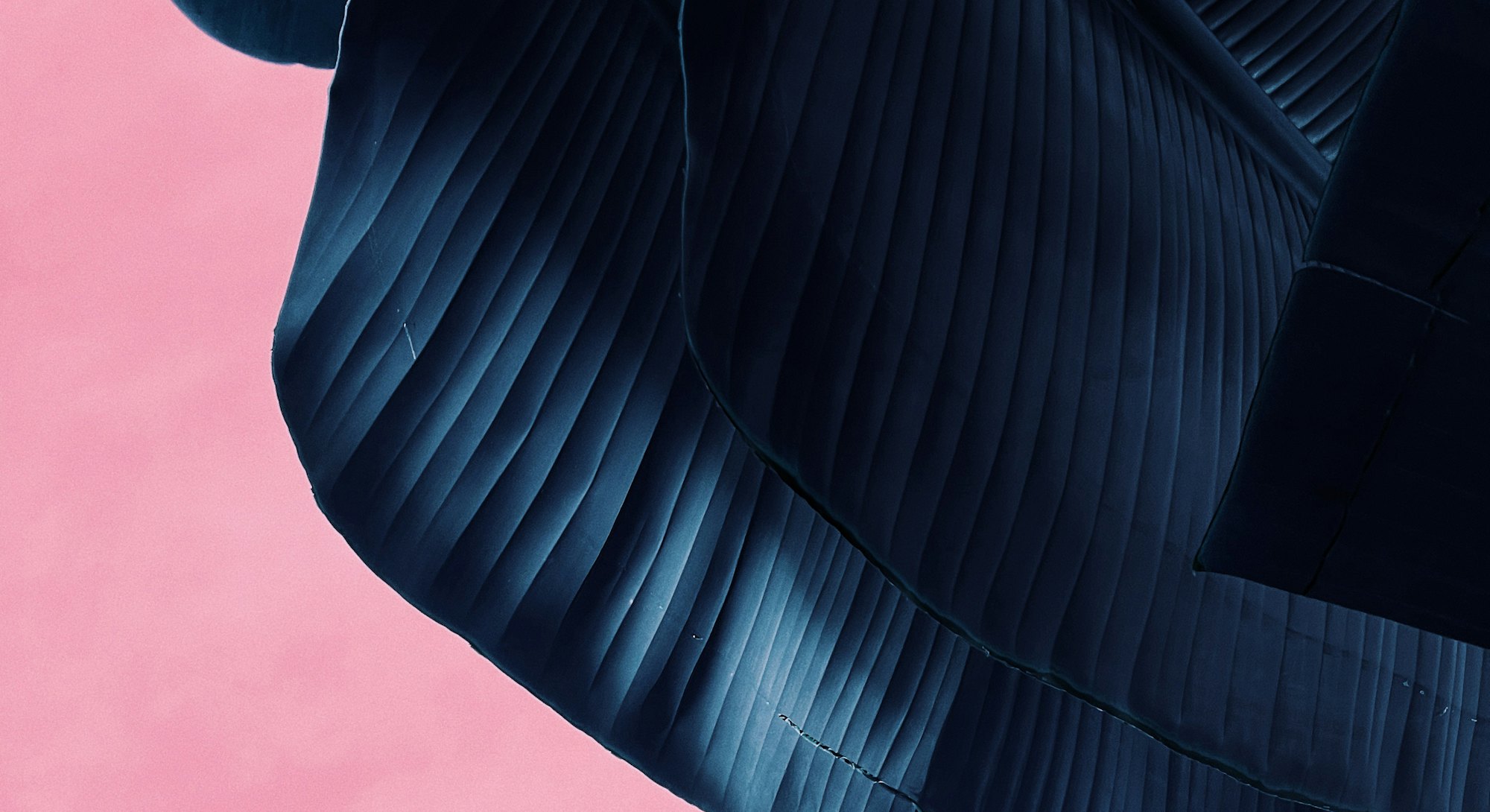 A blue leaf on a pink background. Apple partnered with female photographers for an International Wom...