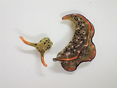 Severed sea slug head and its shedded body