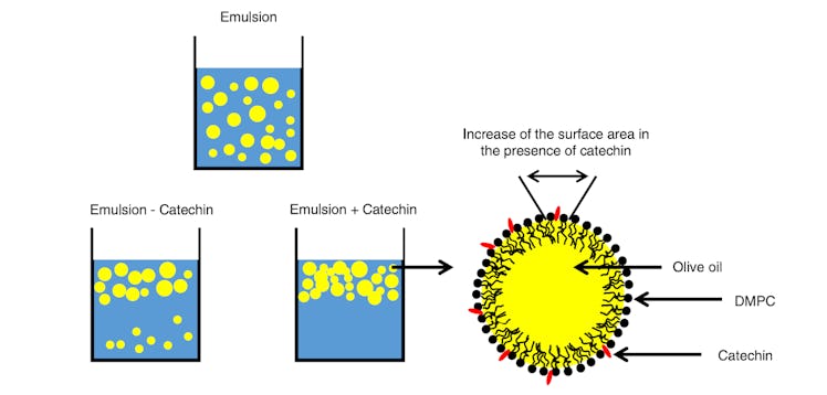 wine fat molecular interaction