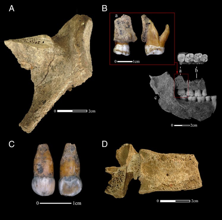 A figure showing the four Neanderthal specimens from this study.