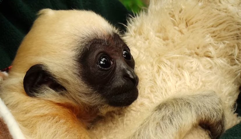 White-cheeked gibbons are just one of the 72 adorable animals featured in this kids nature show.