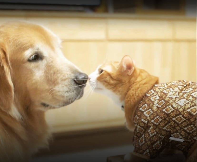 28 Best Animal Shows For Kids To Stream Right Now