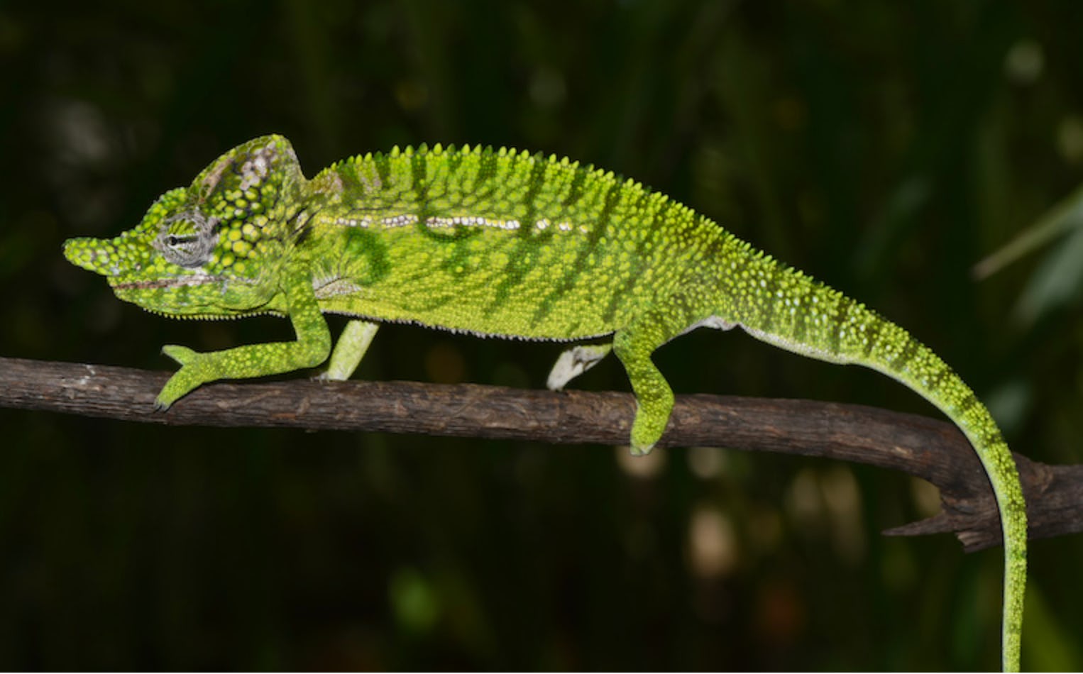 Green chameleon on a black background