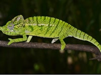 Green chameleon on a black background
