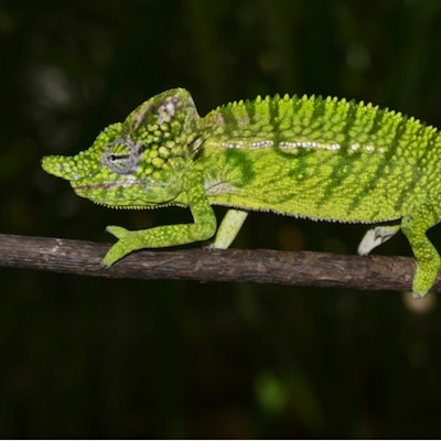Green chameleon on a black background