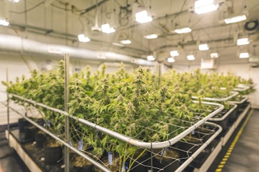Cannabis growing under indoor lights