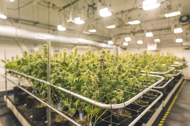 Cannabis growing under indoor lights
