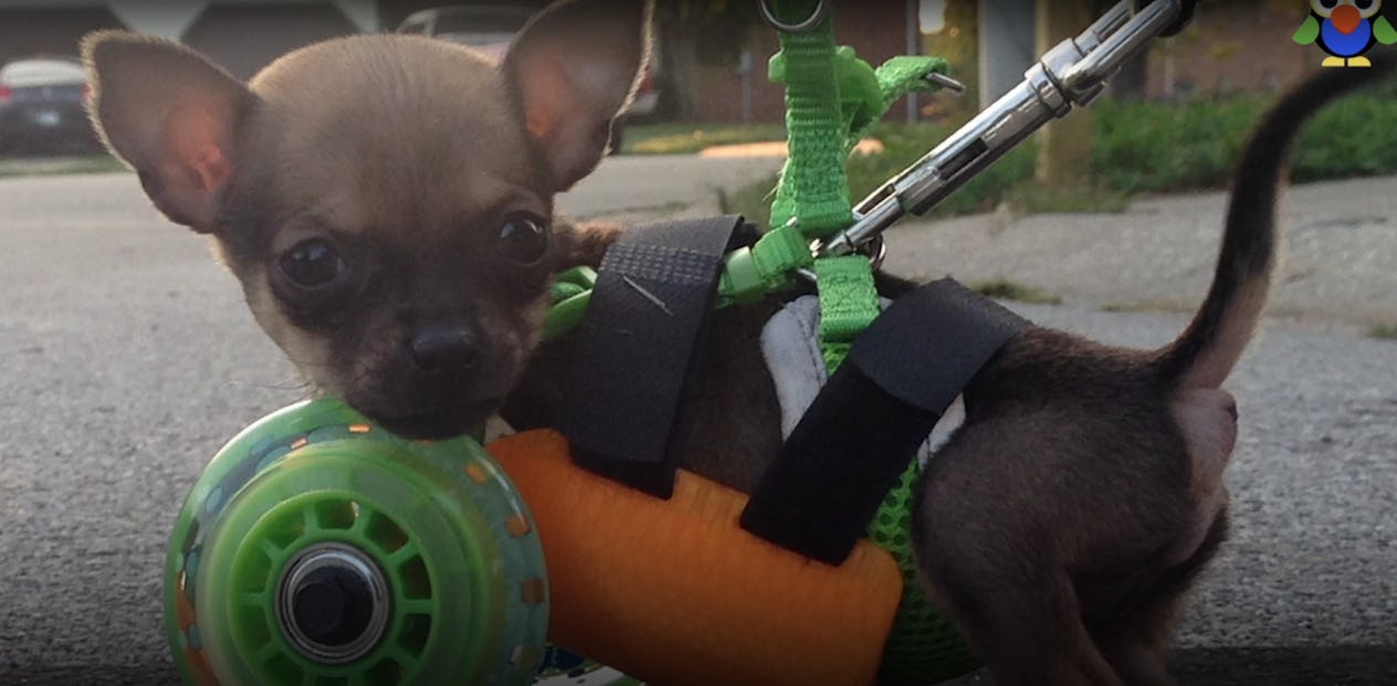 28 Best Animal Shows For Kids To Stream Right Now