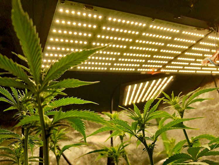 Cannabis growing under LED lights