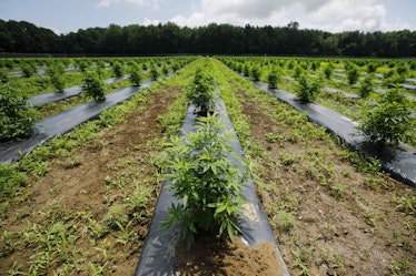 Outdoors cannabis farm