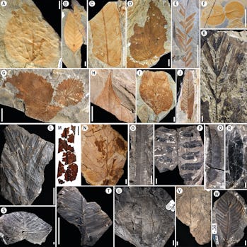 leaf fossils