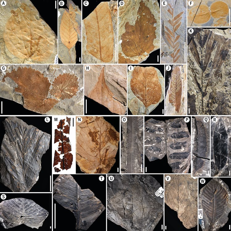 leaf fossils