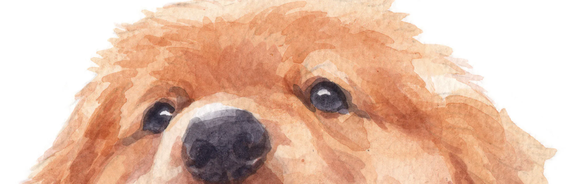 Golden retriever illustration