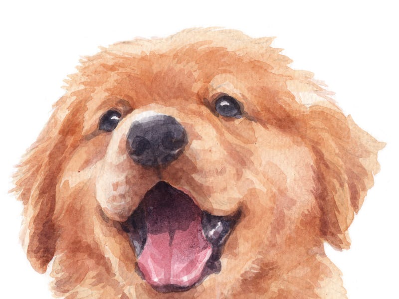 Golden retriever illustration