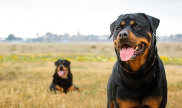 Pair of Rottweilers in field