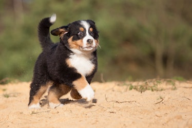 Bernese mountain dog trotting