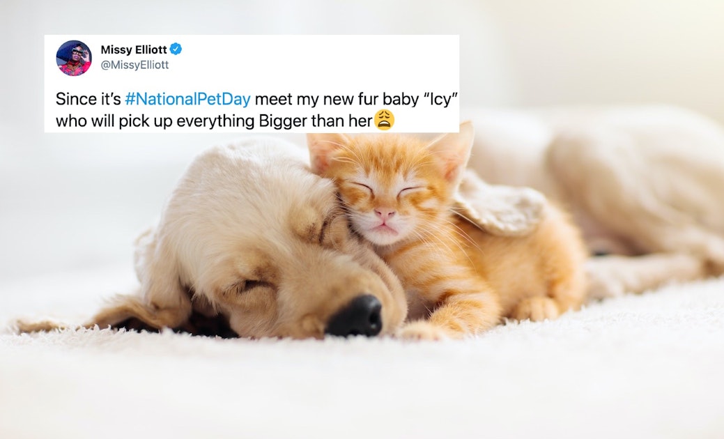These National Pet Day 2021 Tweets Are Filled With The ...