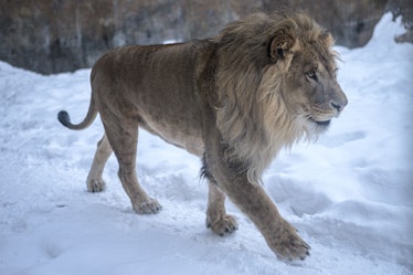 Lion pacing on snow