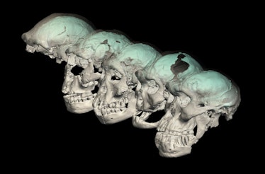 The study team used computed tomography and virtual reconstruction to examine early Homo skulls.