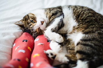 Cat rubbing against a human's feet