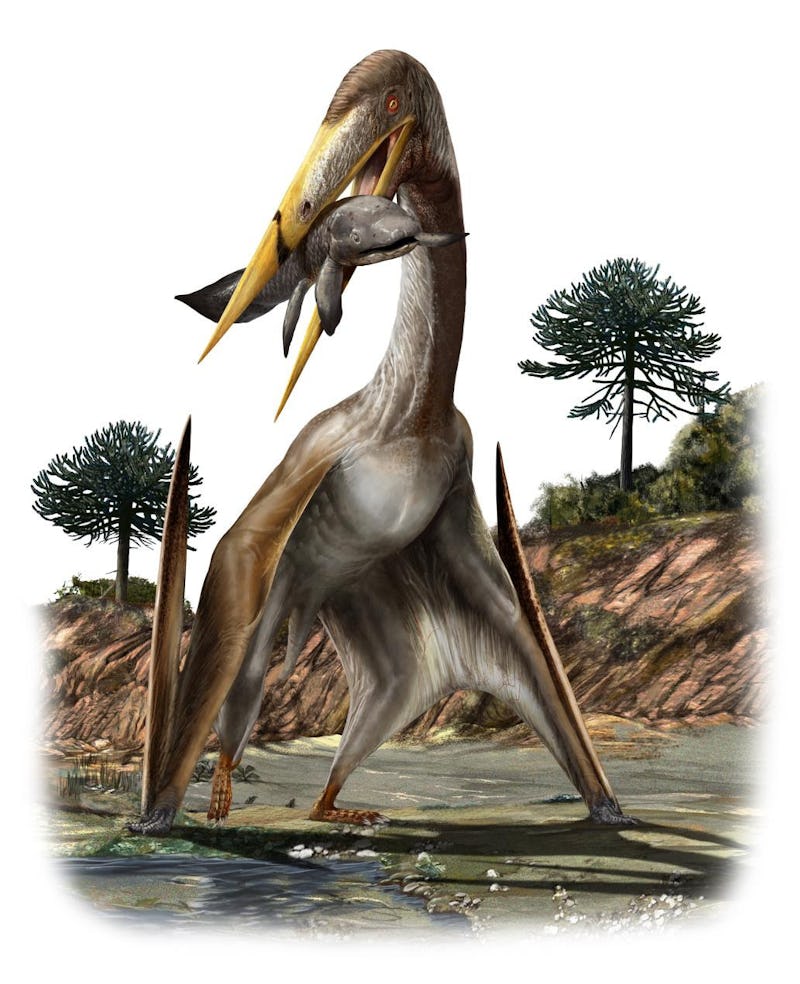 This illustration shows an artist's rendering of a pterosaur (Alanqa saharica).