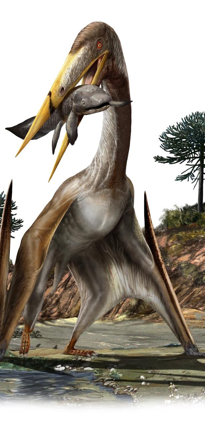 This illustration shows an artist's rendering of a pterosaur (Alanqa saharica).