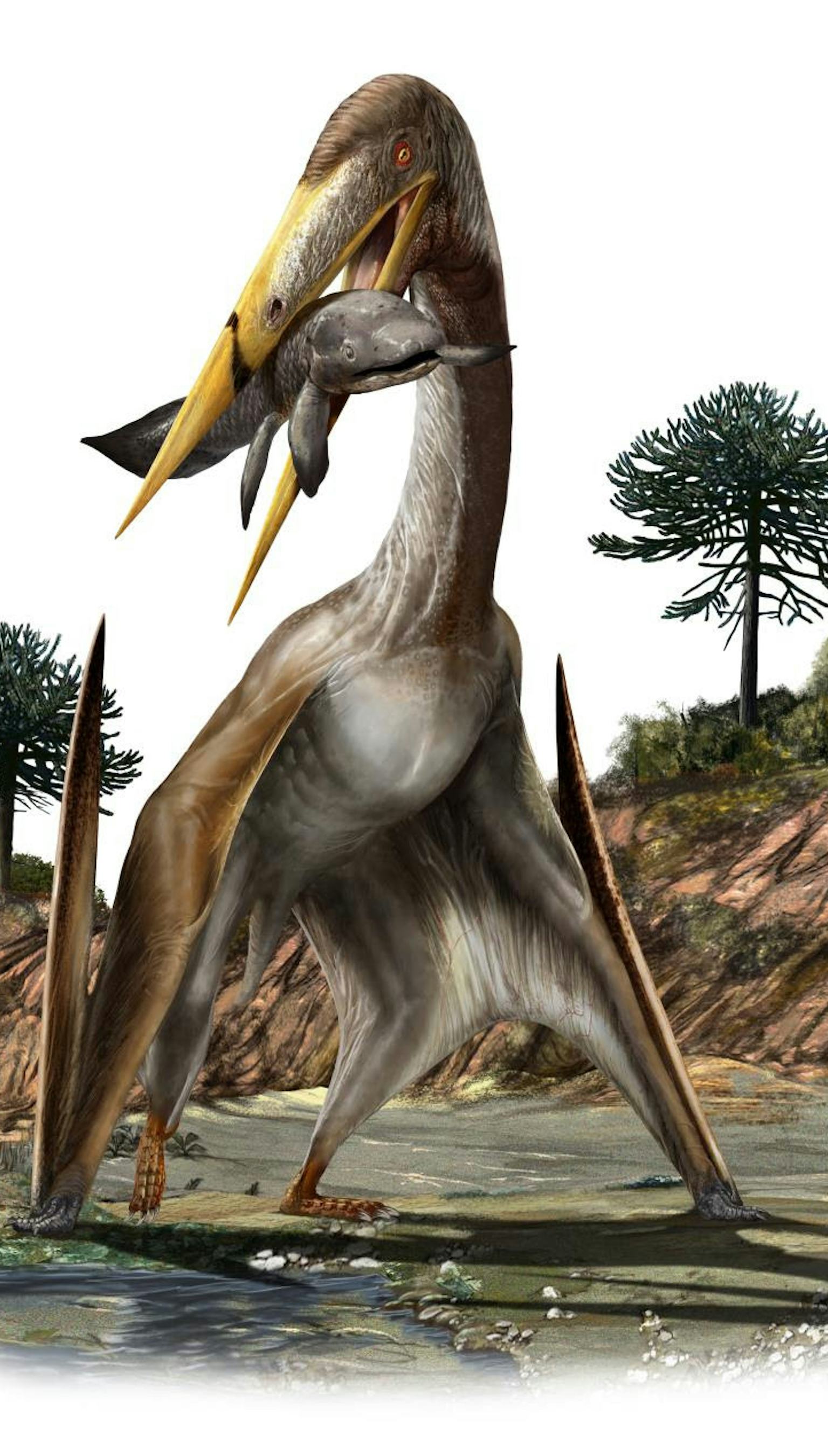 Look: Scientists discover secret to gigantic pterosaur flight