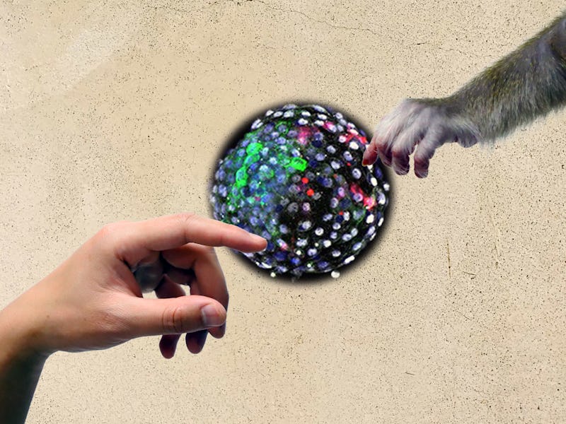 adam meets god monkey human embryo chimera