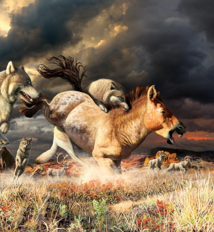 Gray wolves take down a horse on the mammoth-steppe habitat of Beringia during the late Pleistocene ...