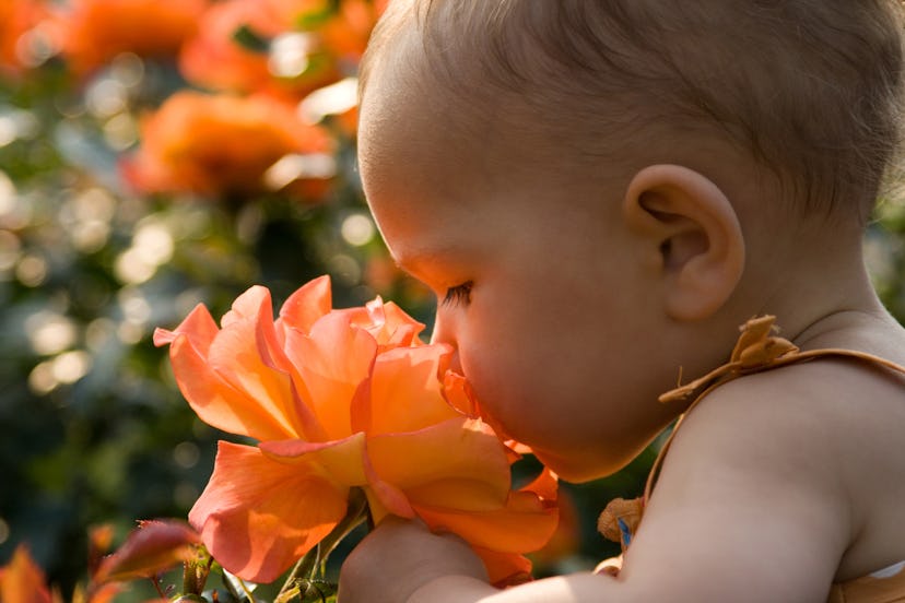 May baby names, like Rose, would be fitting for this baby smelling a giant rose.