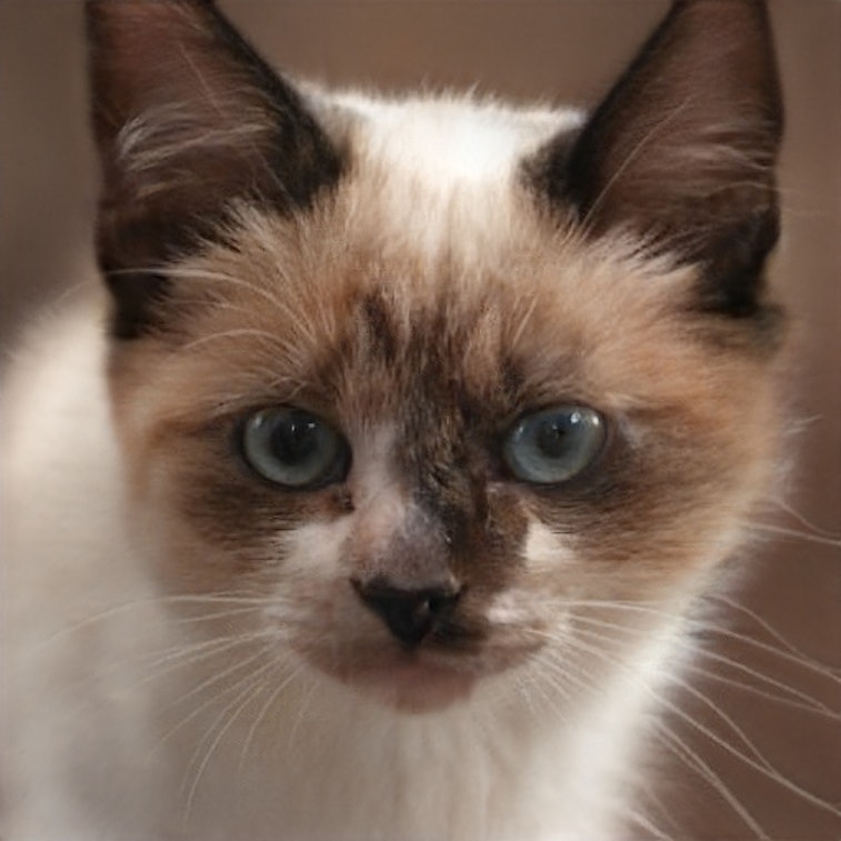 A cat generated by an artificial intelligence from thiscatdoesnotexist. AI. Deepfake. GAN. 