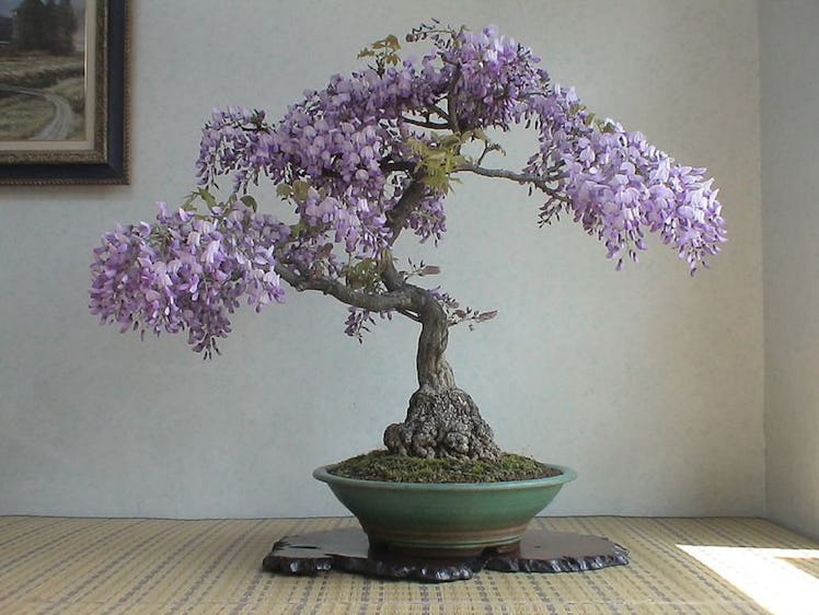 Bonsai Tree Chinese Wisteria Tree Seeds, 10 Pack