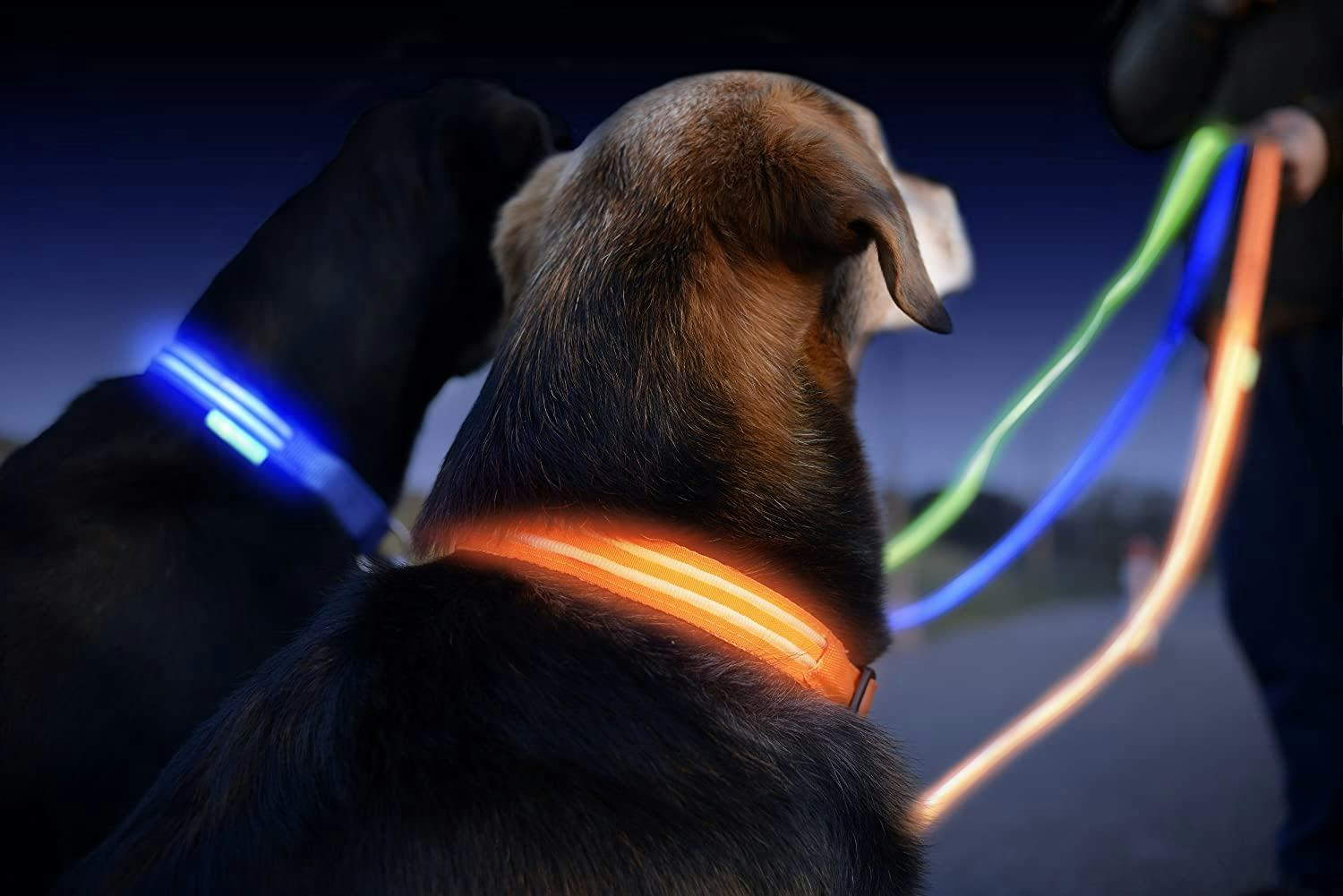 The 5 Best LED Dog Collars