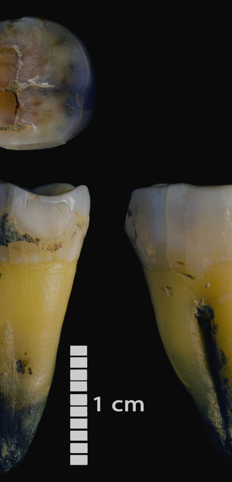Second lower molar of a modern human found in Bacho Kiro Cave in the Main sector (ID: F6-620, Layer ...