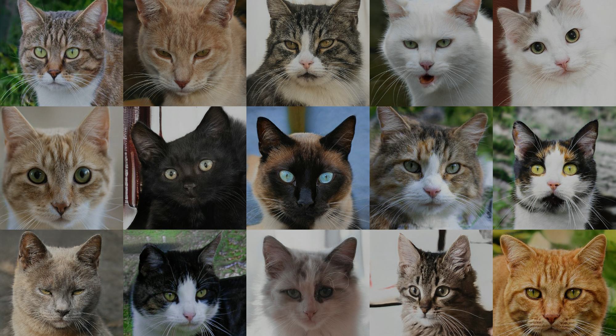 A cat generated by an artificial intelligence from thiscatdoesnotexist. AI. Deepfake. GAN.