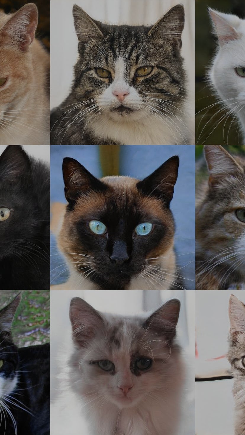 A cat generated by an artificial intelligence from thiscatdoesnotexist. AI. Deepfake. GAN.