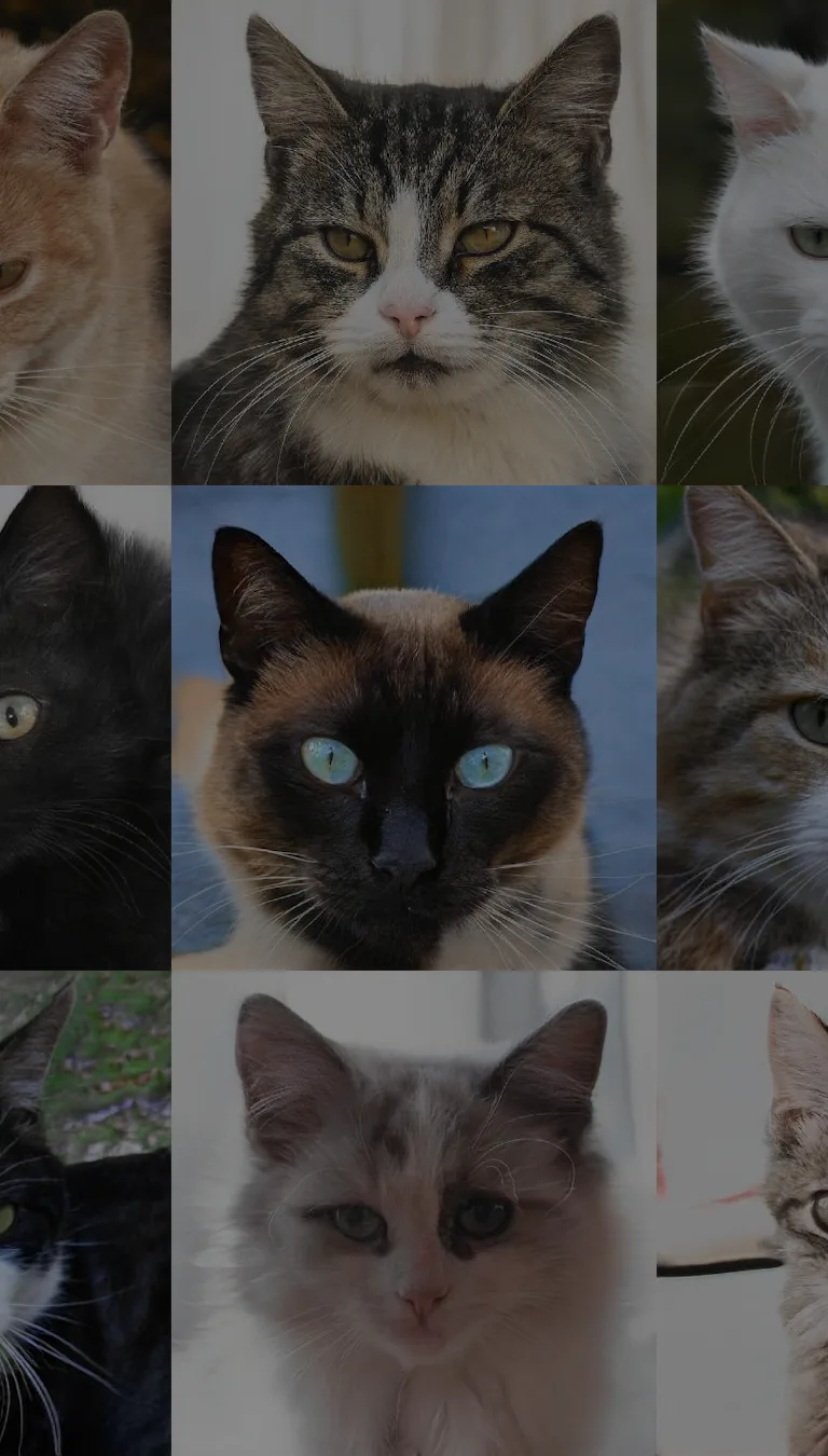 Theme Algorithm Cats This algorithm protects us from the scourge of AI-generated cats