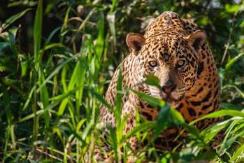 Wild jaguar in Brazil staring through leaves