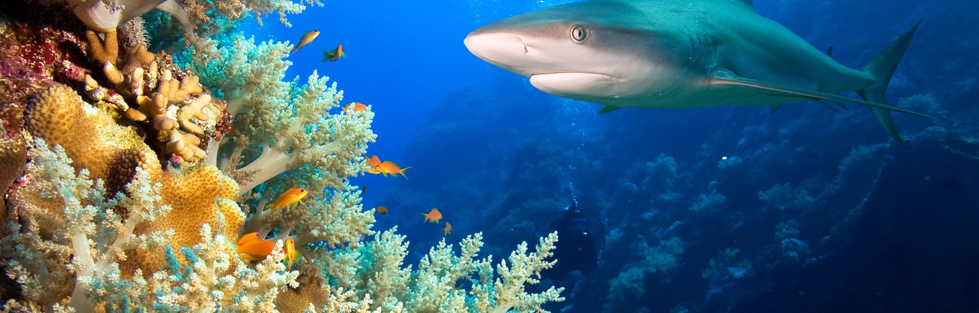 Акулы красного моря фото Акулы красного моря фото