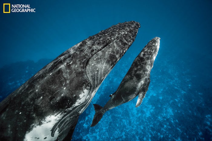 A humpback calf swims alongside its mother deep in the ocean. 