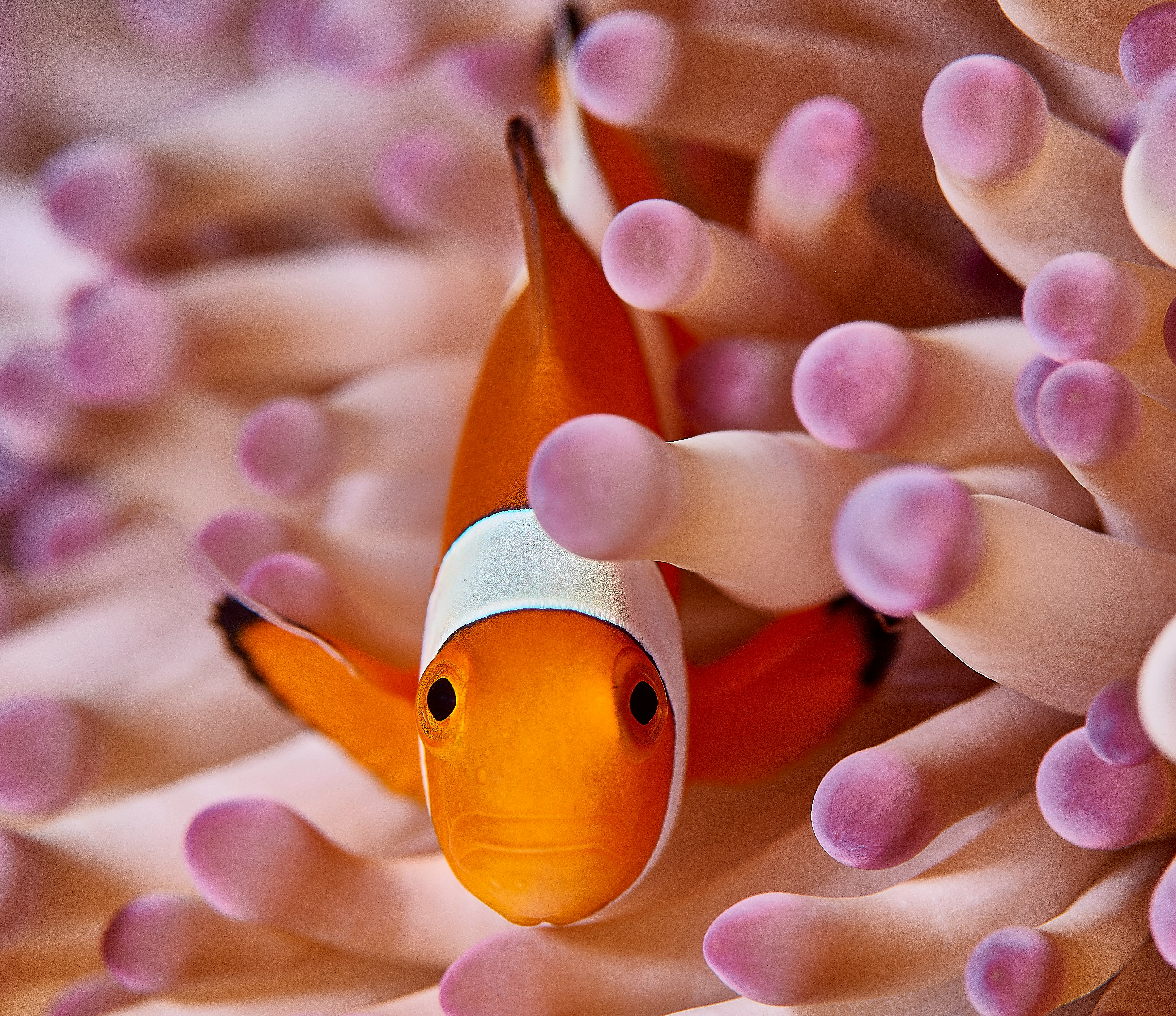 6 animals that can change sexes — and the scientific reason why