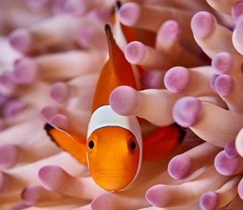 clownfish in anemone