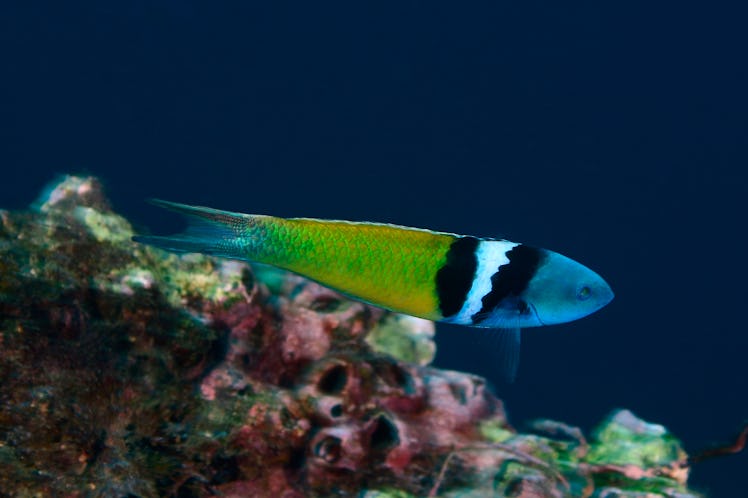 bluehead wrasse swimming