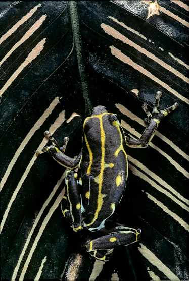 Hyperolius viridiflavus (common reed frog) on leaf.