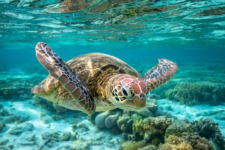 green sea turtle swimming in great barrier reef