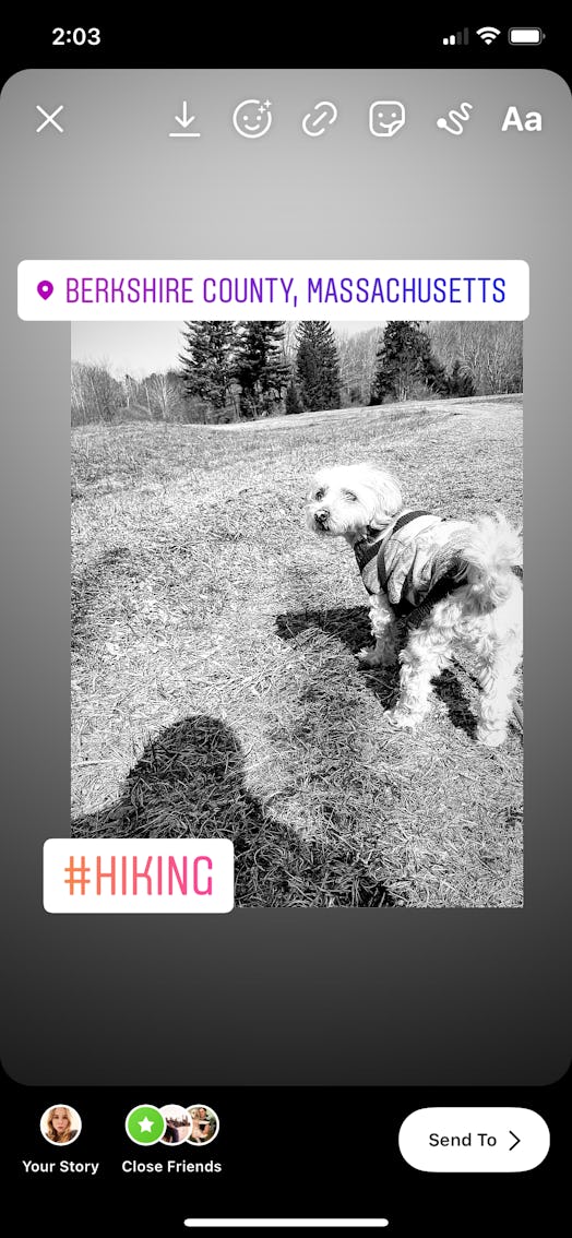 Use hashtags to increase Instagram engagement on picture of dog hiking.