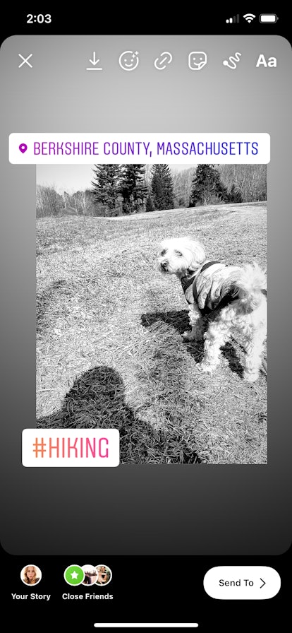 Use hashtags to increase Instagram engagement on picture of dog hiking.